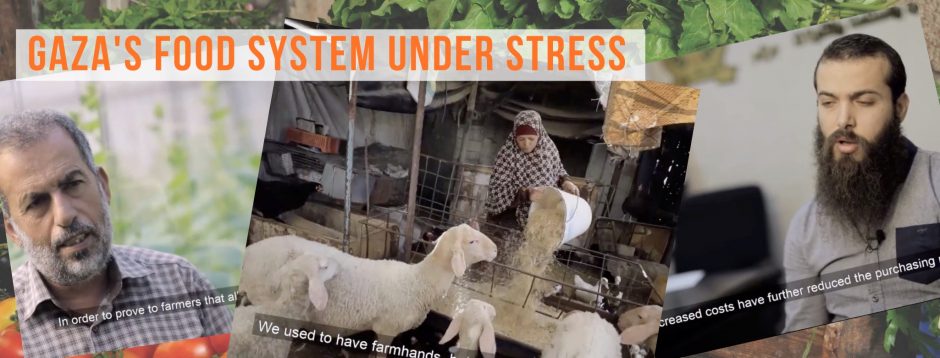 Gaza s Food System Under Stress Our Latest Webinar Just World 